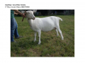 Goatling AOV 1st Place Cossin Whyso-page-001 (1)