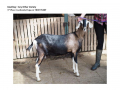 Goatling AOV 3rd Place Awekoola Papaver-page-001