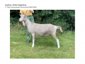 Goatling BT 1st Place Honeydukes Clementina