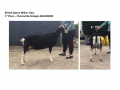 1st-Place-British-Alpine-Milker-Class-Charcombe-Bologna