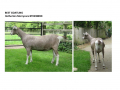 Best-Goatling-Hetherton-Merrycara