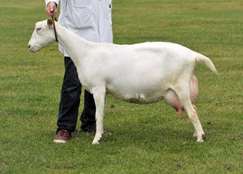 British Saanen - British Goat Society