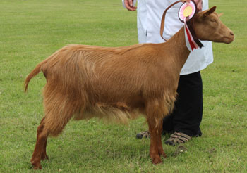 16-14GGRhosyn-Emi-Best-BG-Goatling