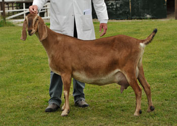 Anglo Nubian - British Goat Society