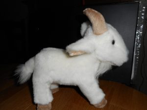 White Toy Goat