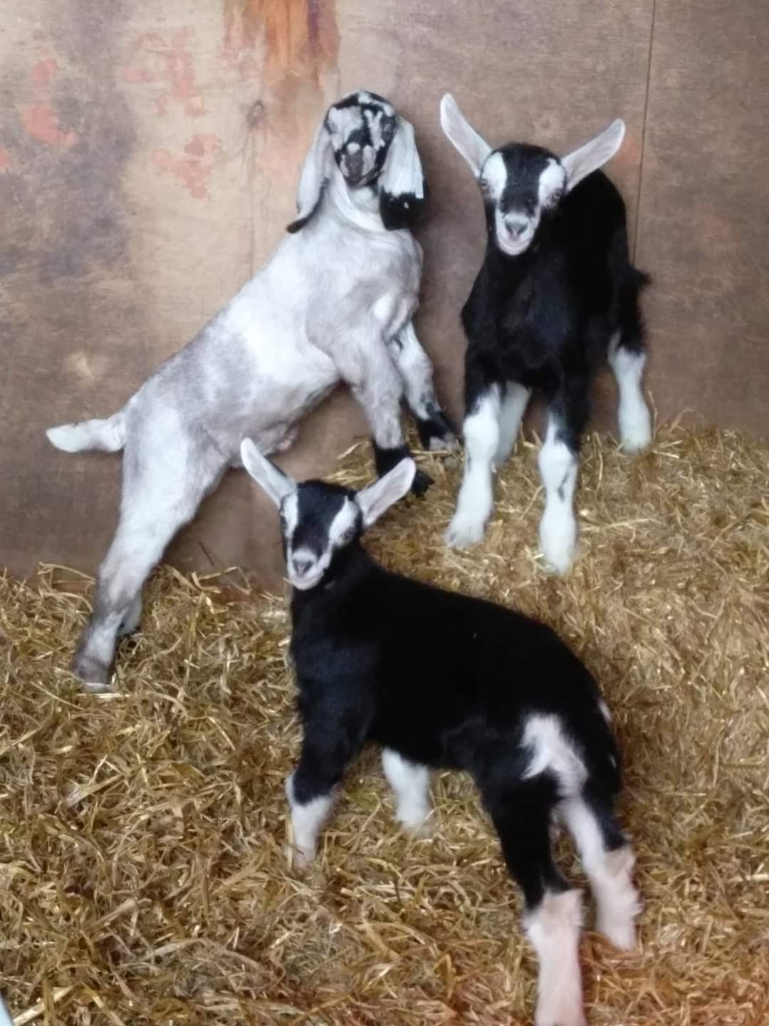 View Goats British Goat Society