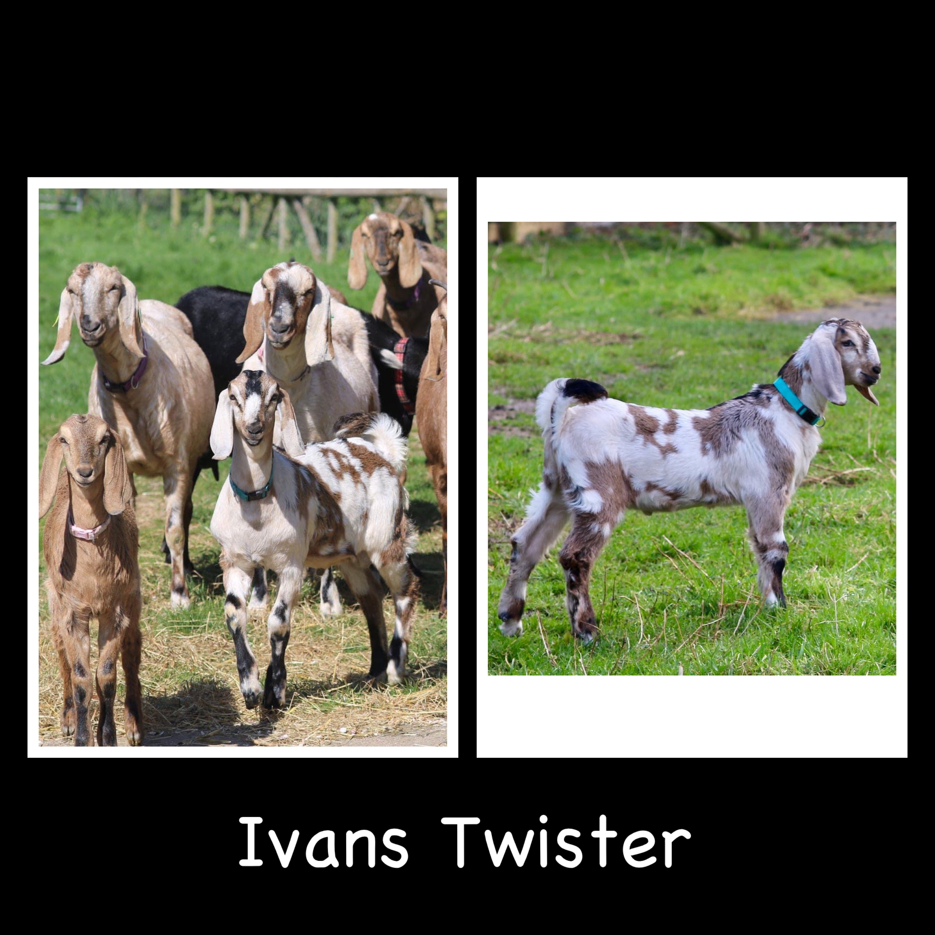 Photo 1 - Ivans Twister image