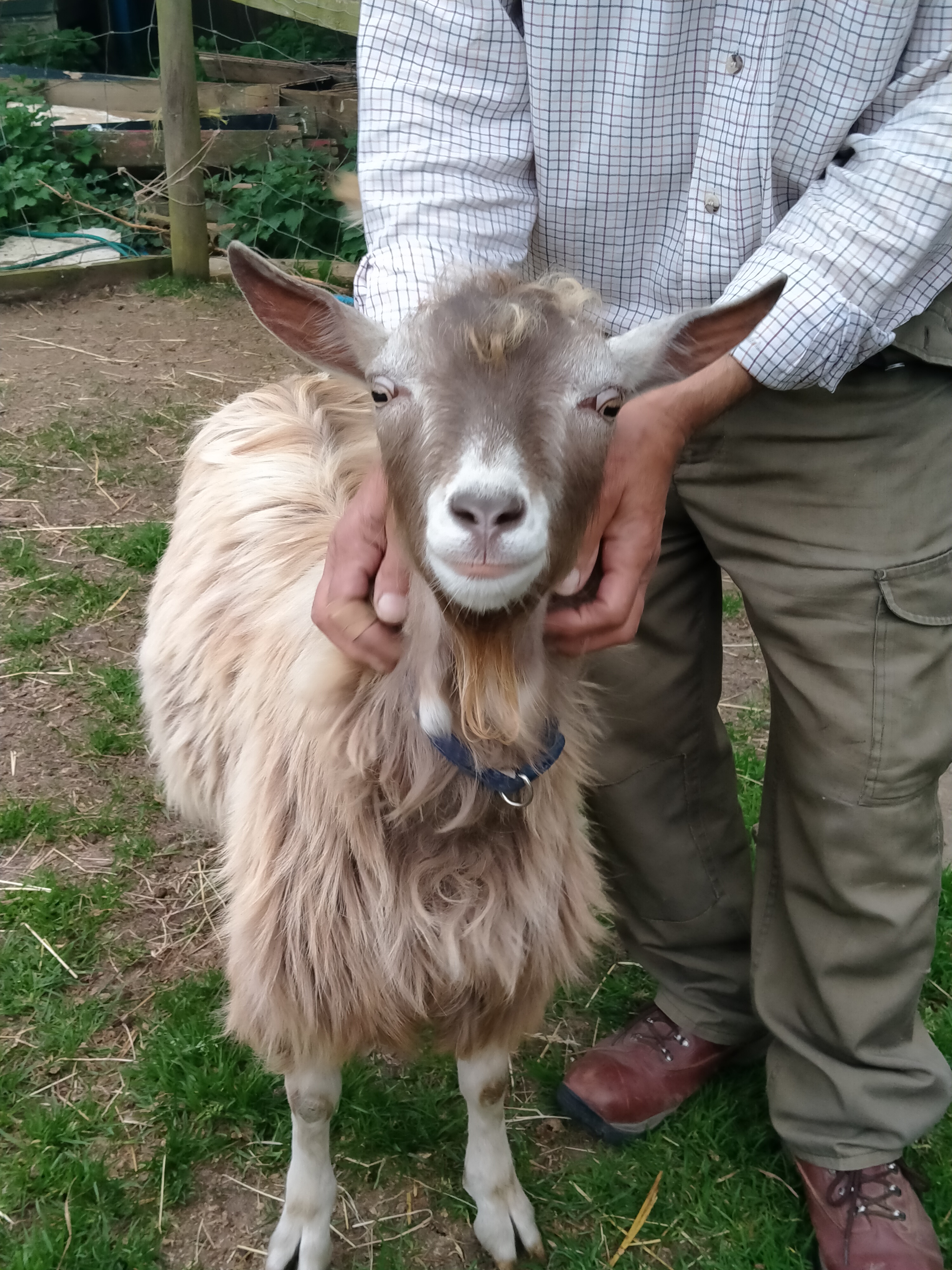baby goats for sale perth